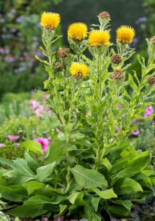 CENTAUREA macrocephala 